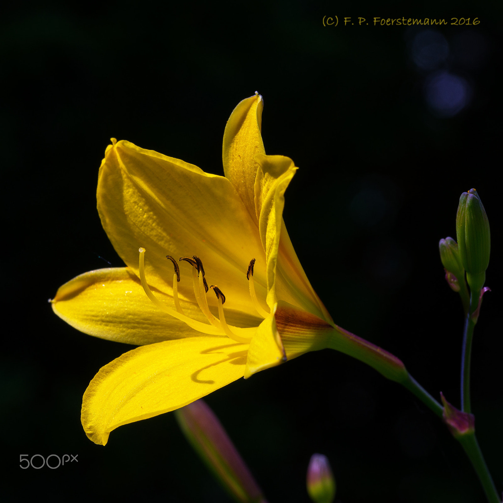 Sony a99 II sample photo. Daylily photography