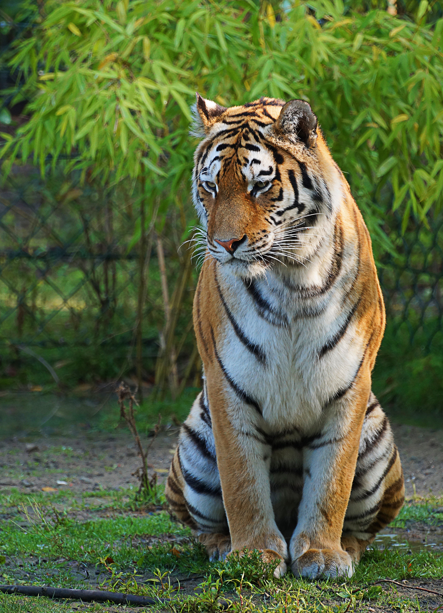 Tamron SP 70-300mm F4-5.6 Di USD sample photo. Tiger photography