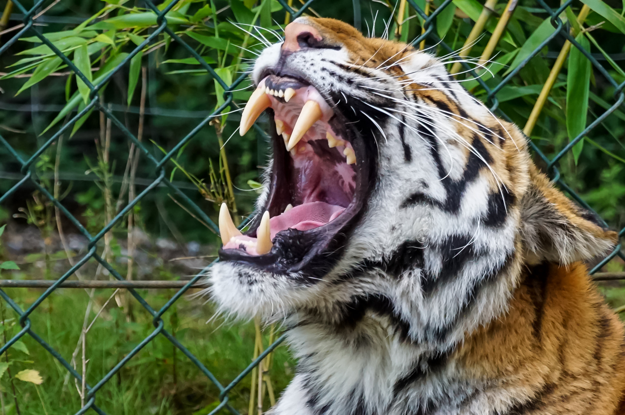 Tamron SP 70-300mm F4-5.6 Di USD sample photo. Tiger photography