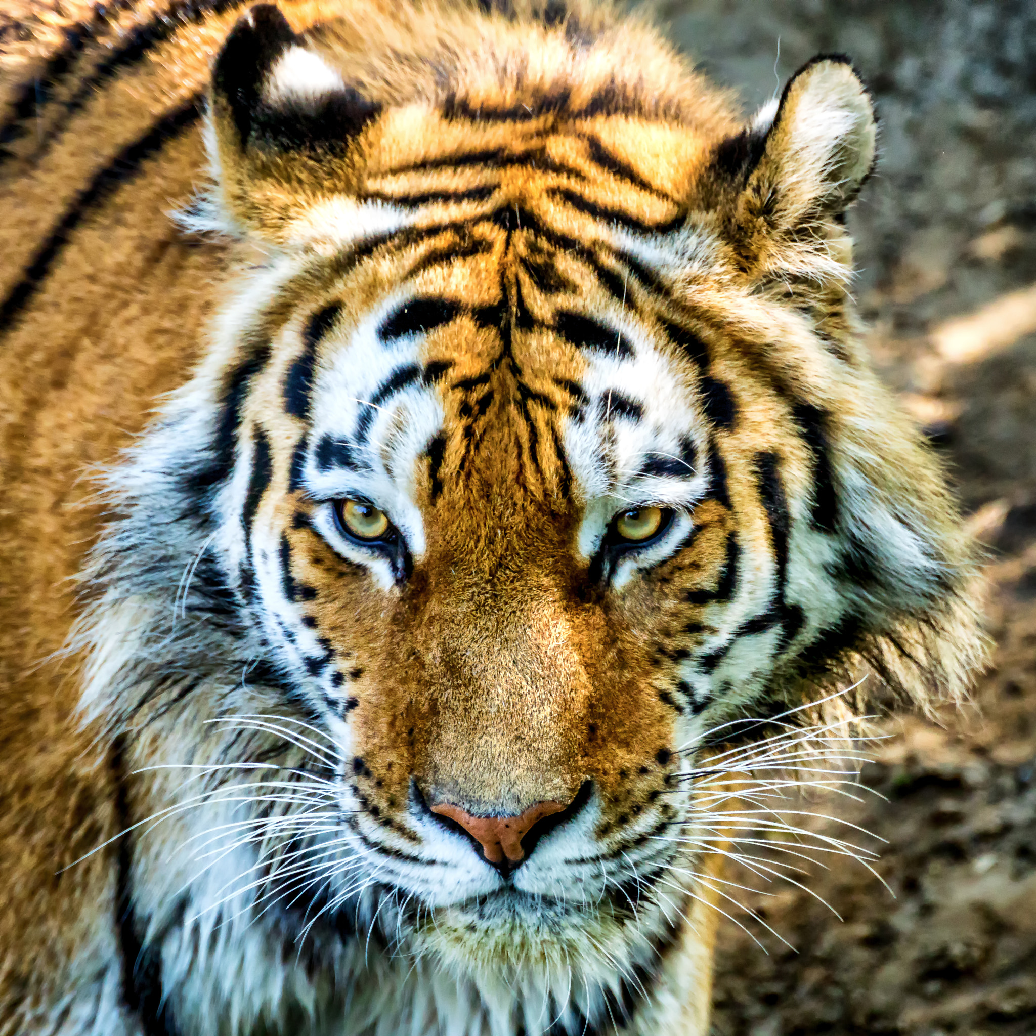 Tamron SP 70-300mm F4-5.6 Di USD sample photo. Tiger photography