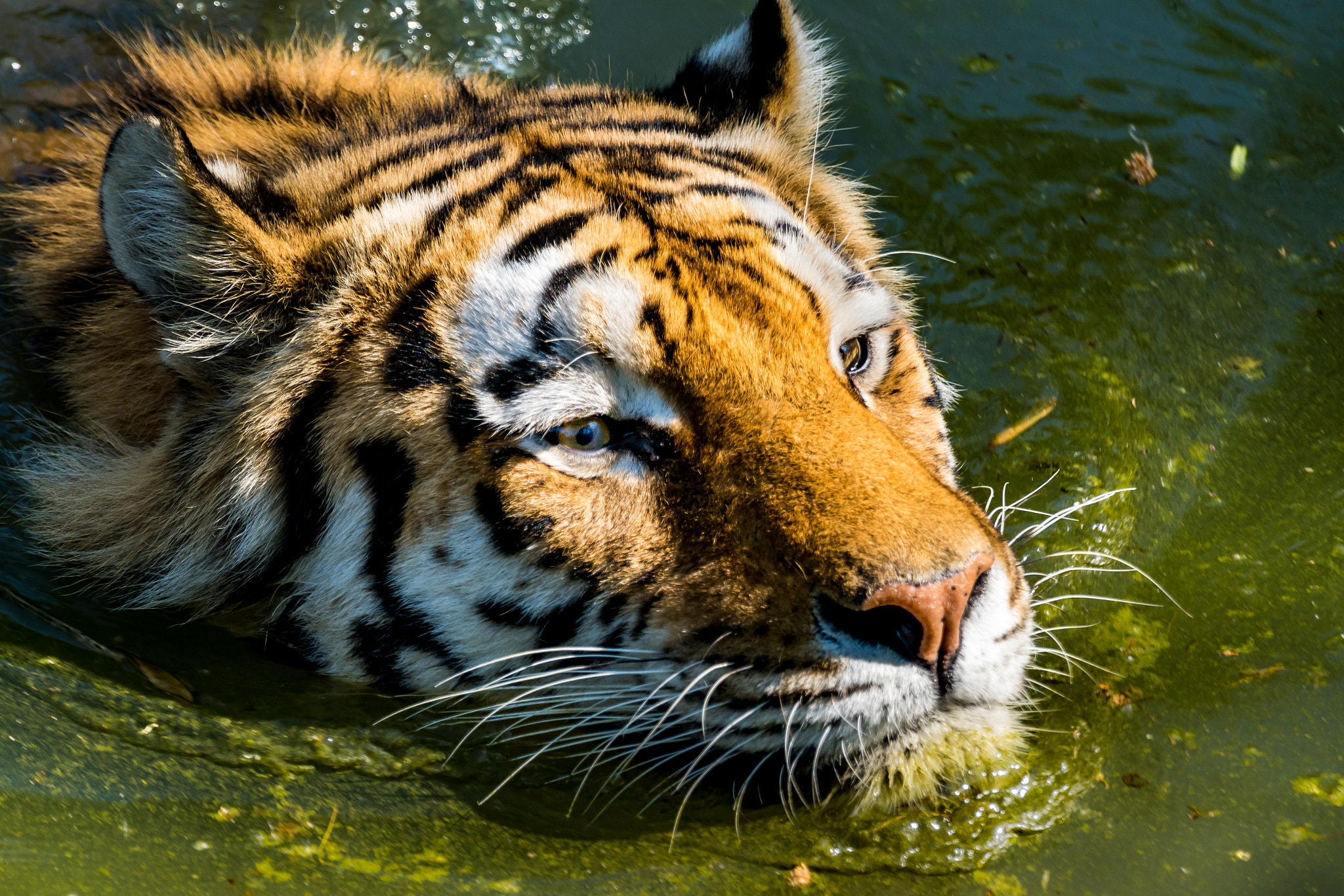 Tamron SP 70-300mm F4-5.6 Di USD sample photo. Tiger photography