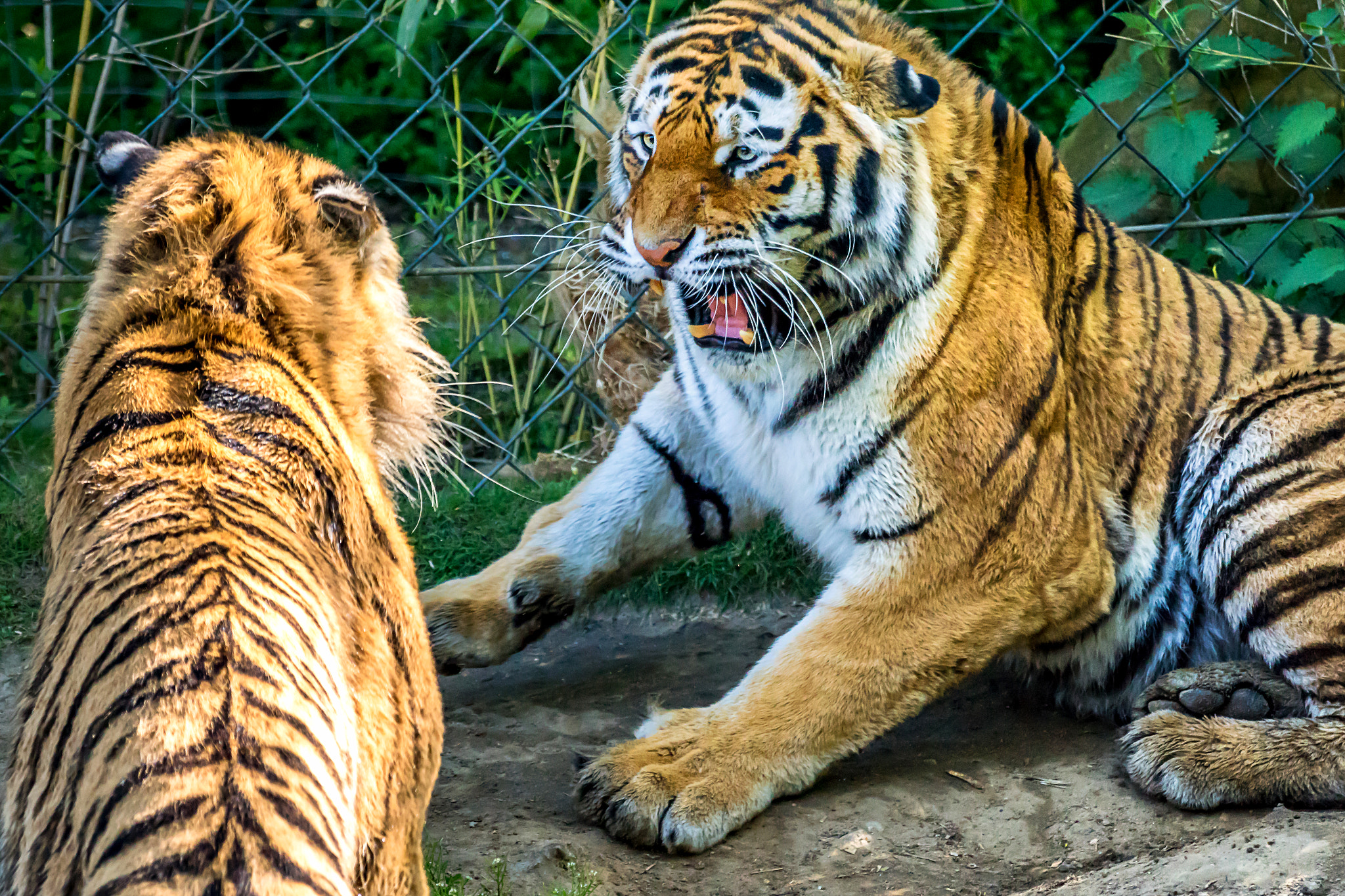 Tamron SP 70-300mm F4-5.6 Di USD sample photo. Tiger photography