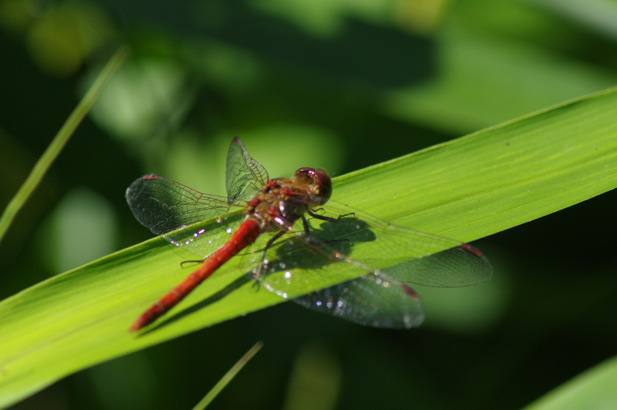 Pentax K-3 + Tamron AF 70-300mm F4-5.6 Di LD Macro sample photo. Even the smallest things cast shadows photography