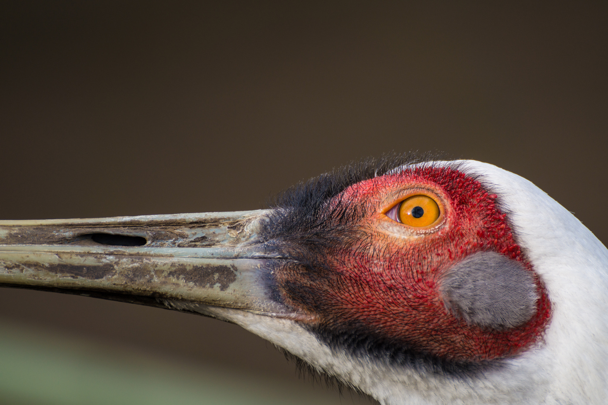 Tamron SP 70-300mm F4-5.6 Di USD sample photo. Vogel photography