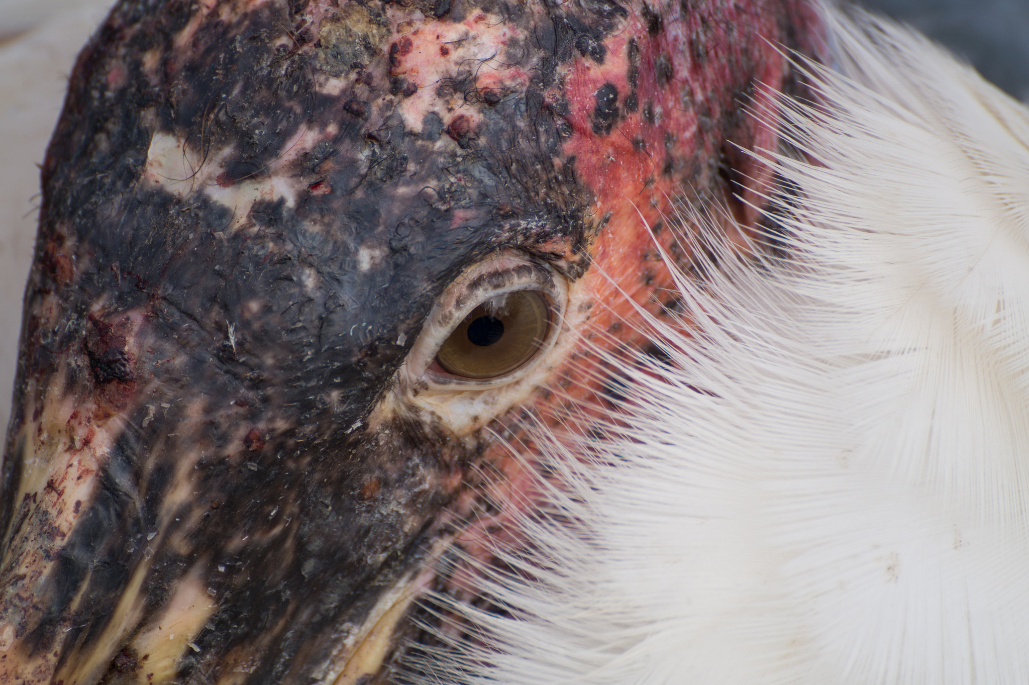 Tamron SP 70-300mm F4-5.6 Di USD sample photo. Vogel photography