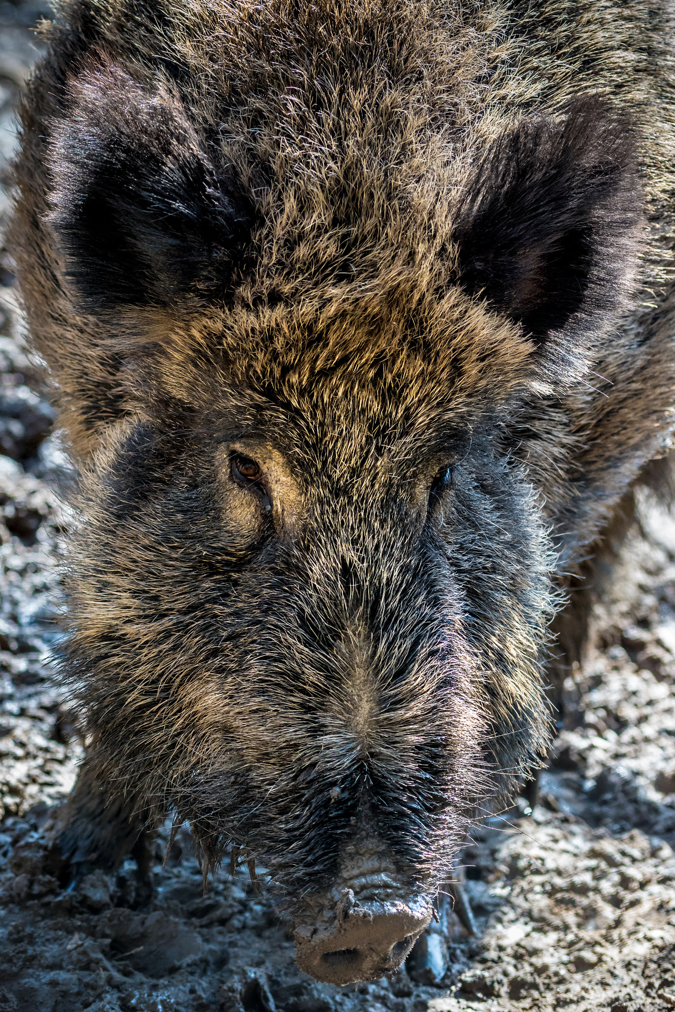 Sony ILCA-77M2 + 105mm F2.8 sample photo. Wildschwein photography