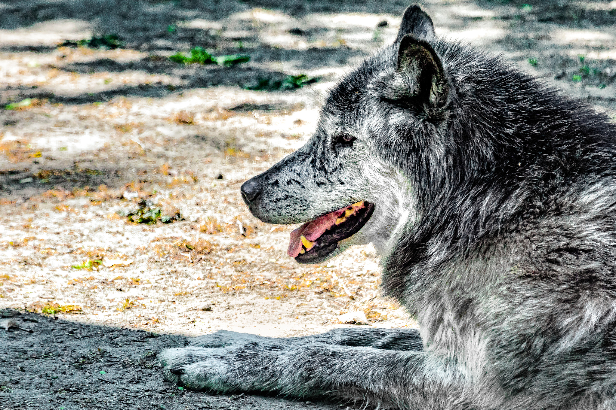 Tamron SP 70-300mm F4-5.6 Di USD sample photo. Wolf photography