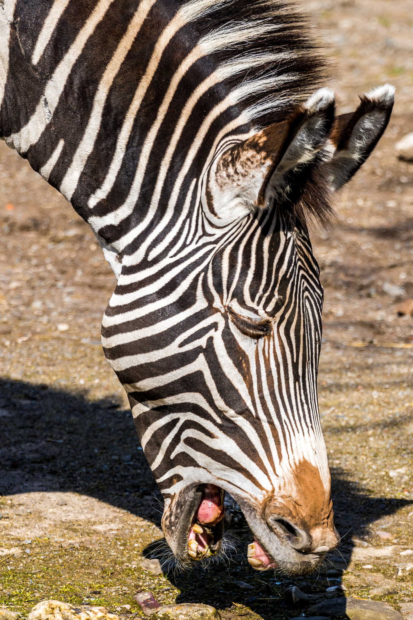 Tamron SP 70-300mm F4-5.6 Di USD sample photo. Zebra photography