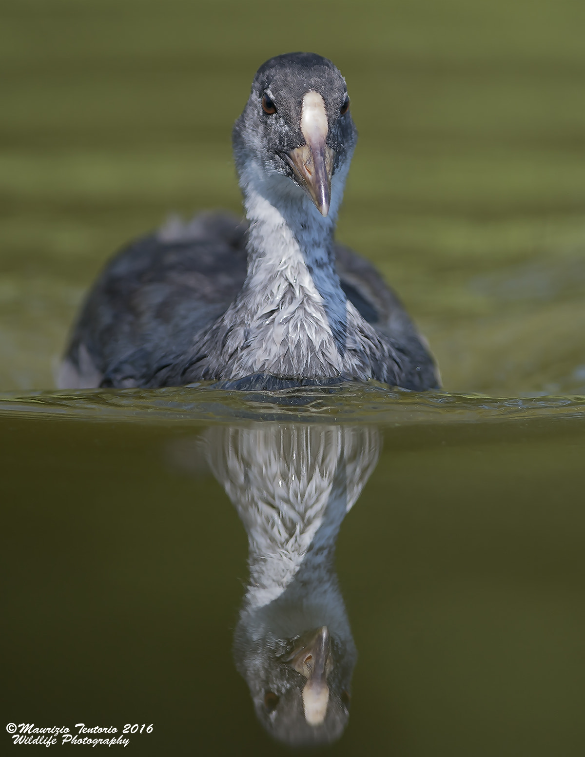 Nikon AF-S Nikkor 300mm F2.8G ED VR II sample photo. Pullo folaga fulica photography