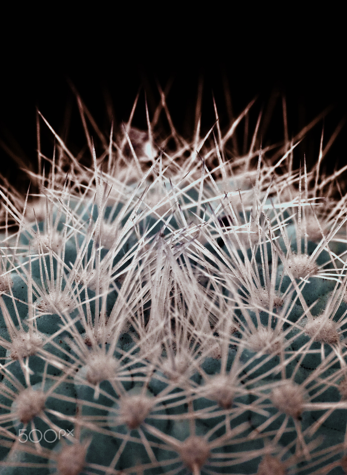 Pentax *ist DL sample photo. Infrared macro of a cactus photography