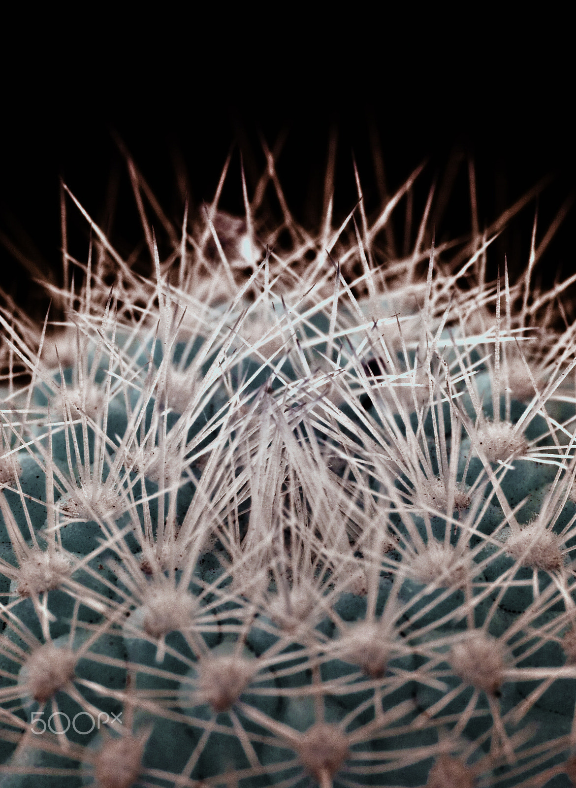 Pentax *ist DL + Tamron SP AF 90mm F2.8 Di Macro sample photo. Infrared macro of a cactus photography