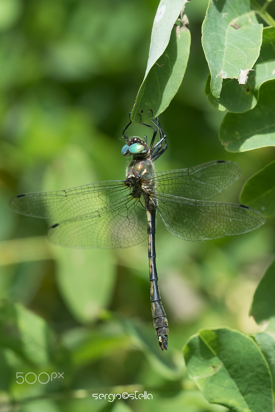 Sigma 150mm F2.8 EX DG Macro HSM sample photo. Oxygastra curtisii _____ photography