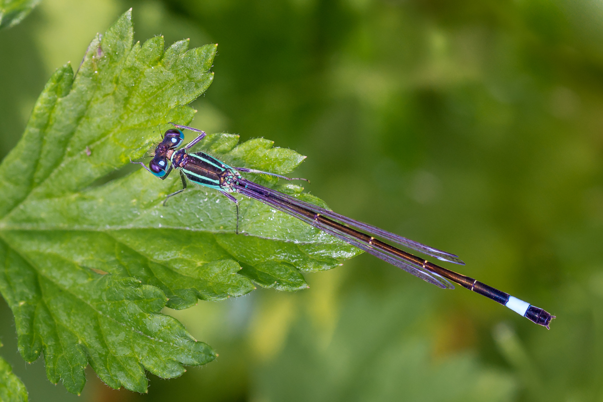 Canon EOS 700D (EOS Rebel T5i / EOS Kiss X7i) + Canon EF 100mm F2.8L Macro IS USM sample photo. Dragonfly photography