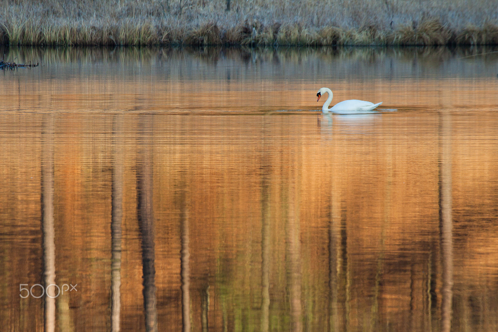 Canon EF 100-400mm F4.5-5.6L IS USM sample photo. Mute swan photography
