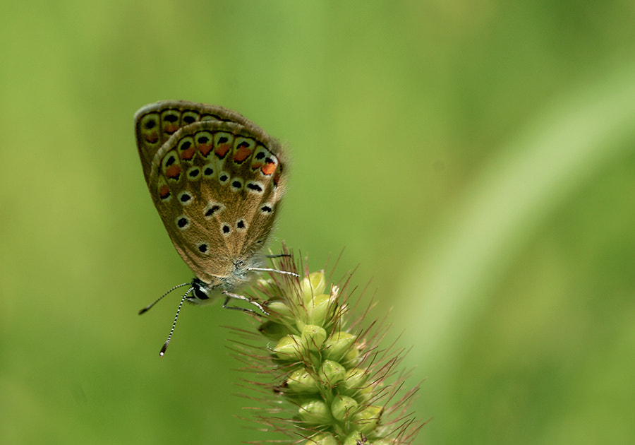 smc PENTAX-FA Macro 100mm F2.8 sample photo. Buterfly photography