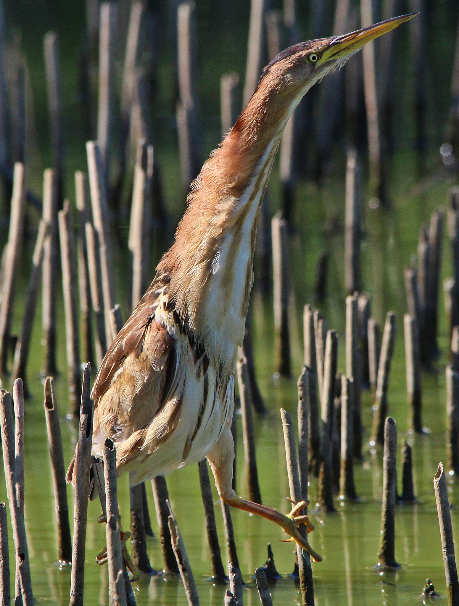 Sigma 150-500mm F5-6.3 DG OS HSM sample photo. Little bittern, tarabusino photography