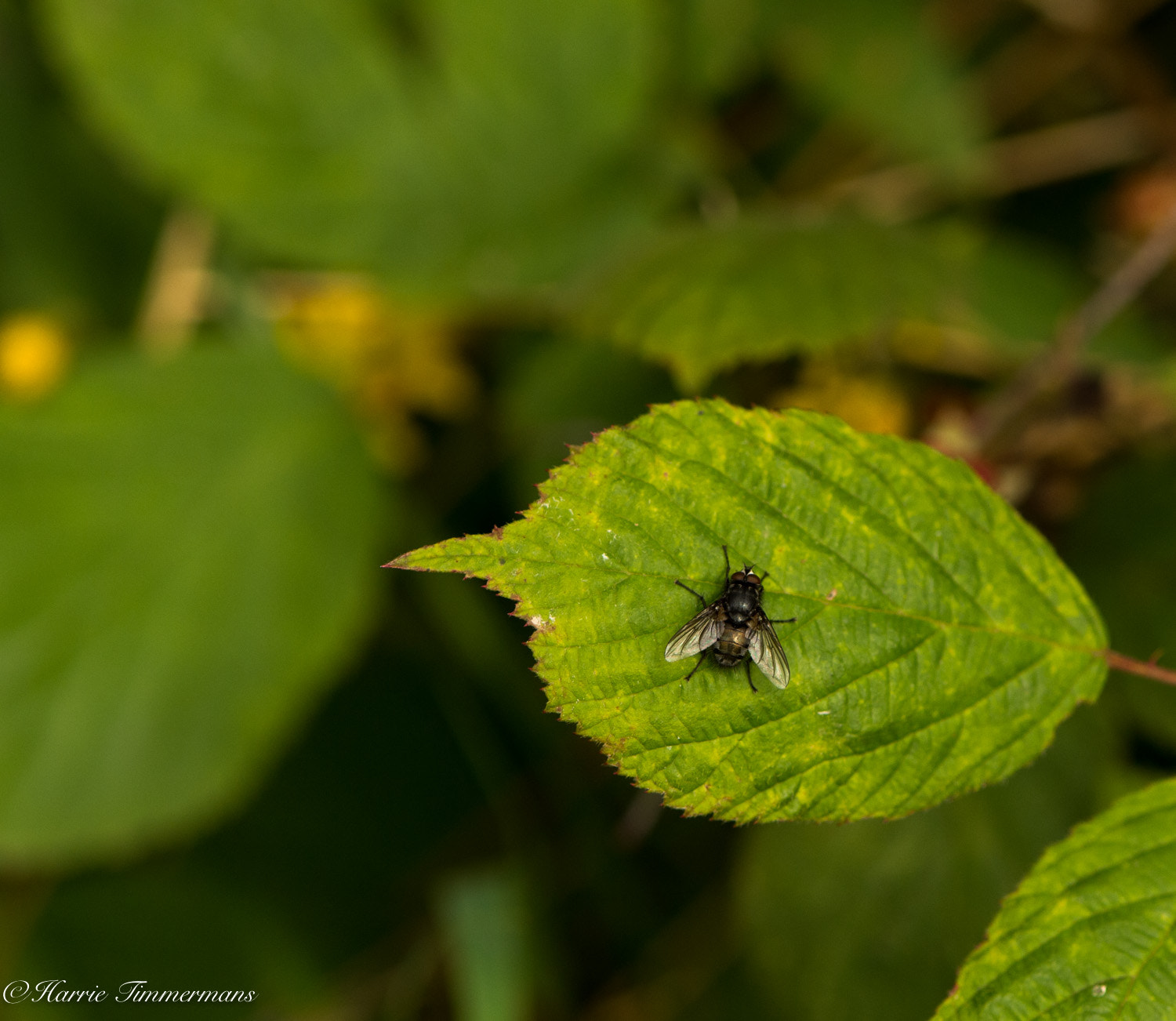Nikon D4S sample photo. Hti_2264.jpg photography