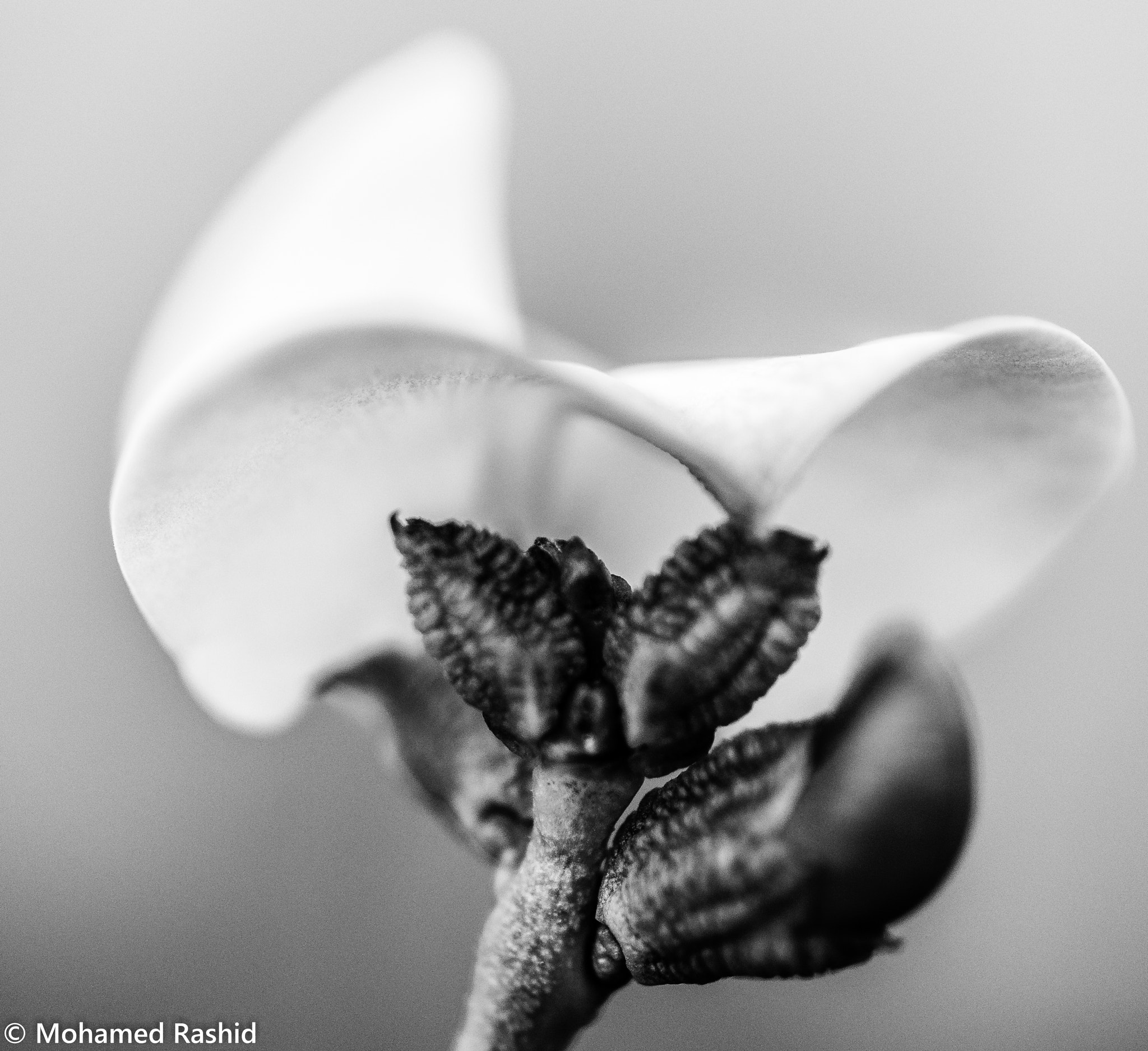 Nikon AF-S Micro-Nikkor 105mm F2.8G IF-ED VR sample photo. Beans flower photography