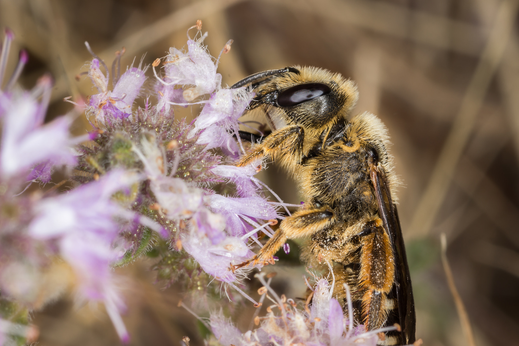 Canon EOS 600D (Rebel EOS T3i / EOS Kiss X5) + Tamron SP AF 90mm F2.8 Di Macro sample photo. Bee pollinating photography