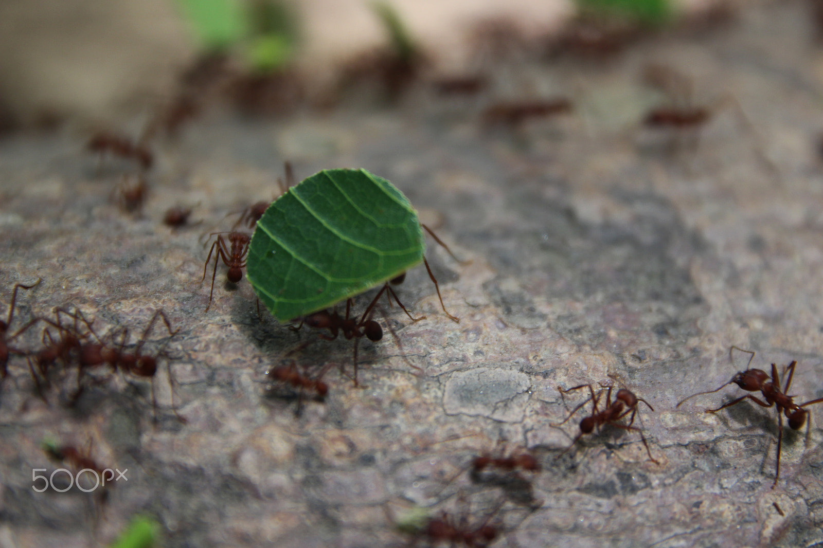 Sigma 17-70mm F2.8-4 DC Macro OS HSM sample photo. Work hard, play hard photography