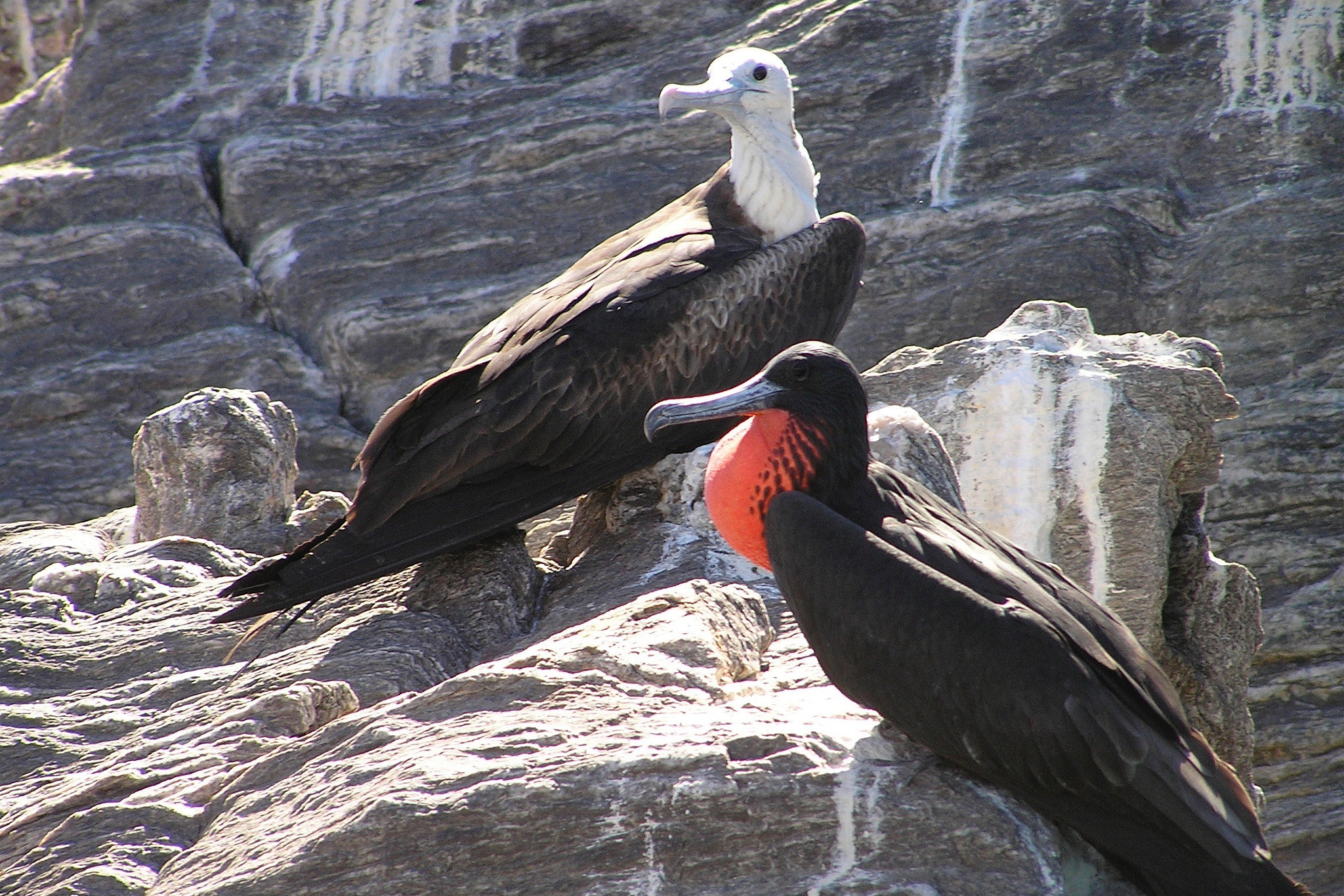 Olympus C765UZ sample photo. Magnificent frigatebirds, juvenile and male photography
