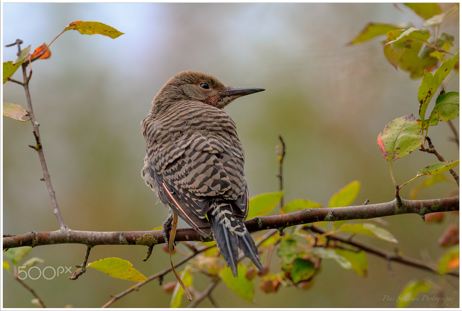 Canon EOS 7D Mark II + Canon EF 400mm F4 DO IS II USM sample photo. Northern flicker photography