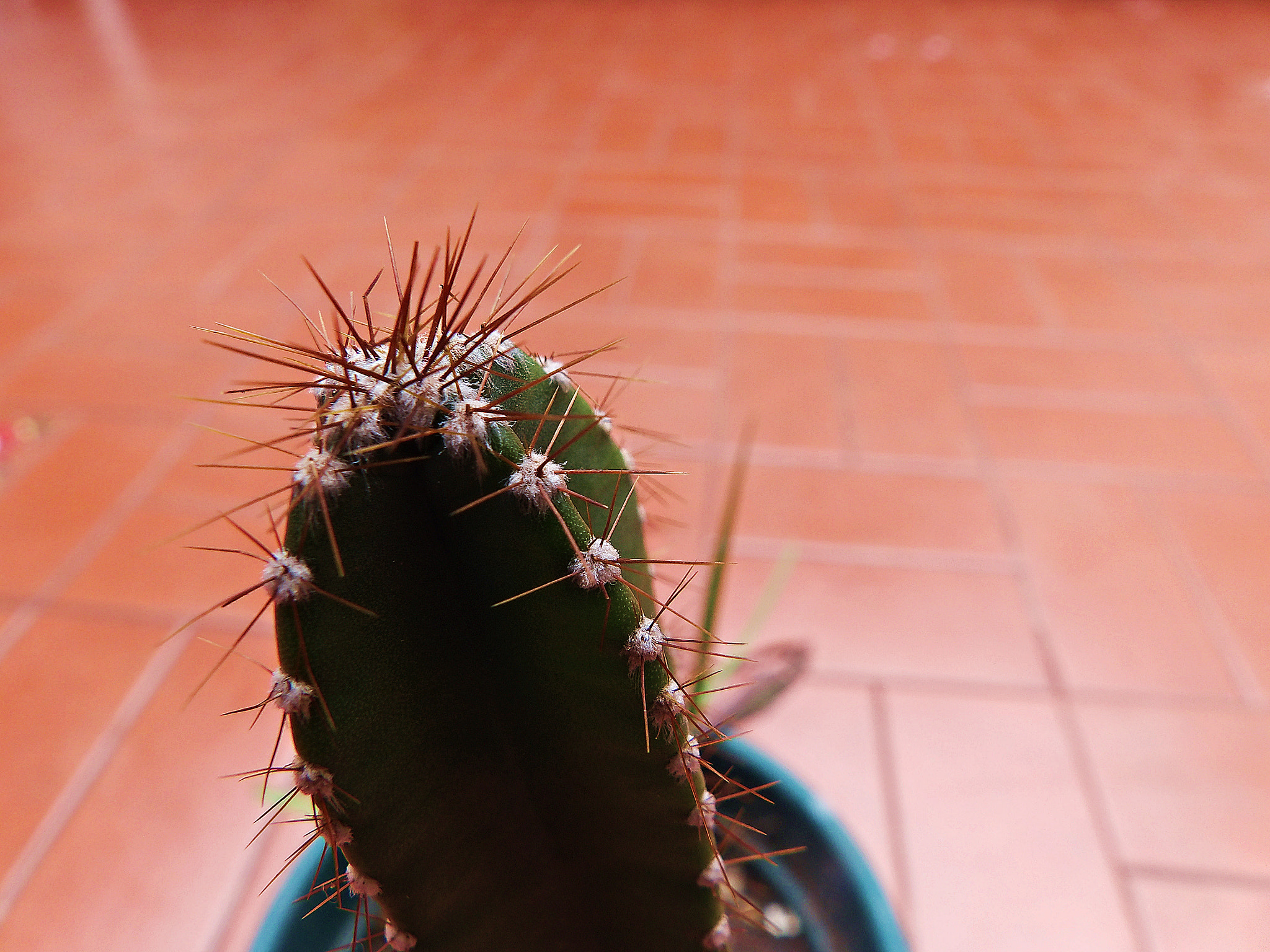 Kodak PIXPRO AZ521 sample photo. Cactus photography