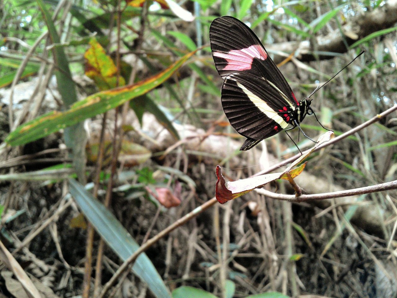 Motorola RAZR i sample photo. Butterfly photography