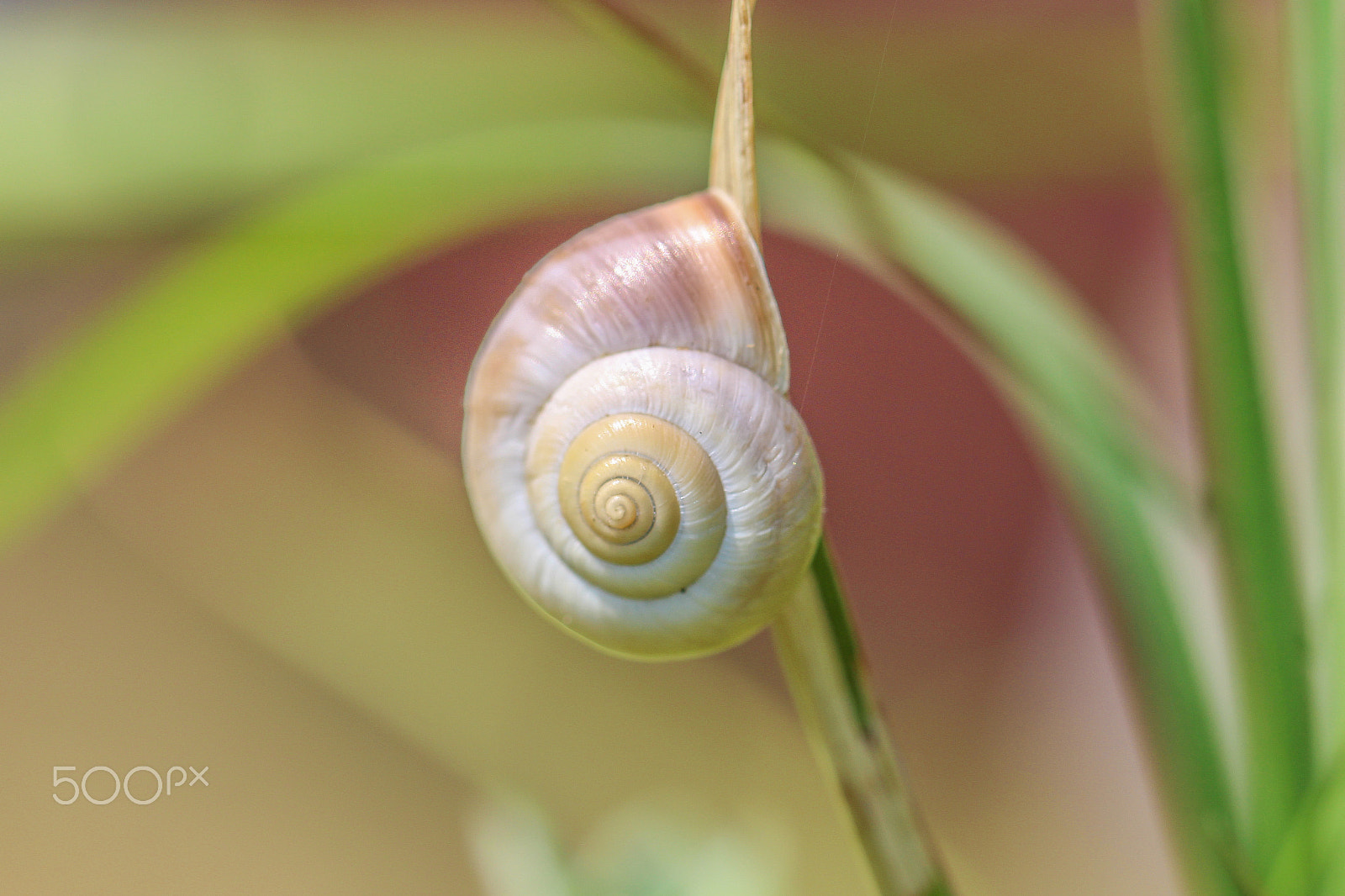 Canon EOS 700D (EOS Rebel T5i / EOS Kiss X7i) + Canon EF 100mm F2.8L Macro IS USM sample photo. Twirl photography