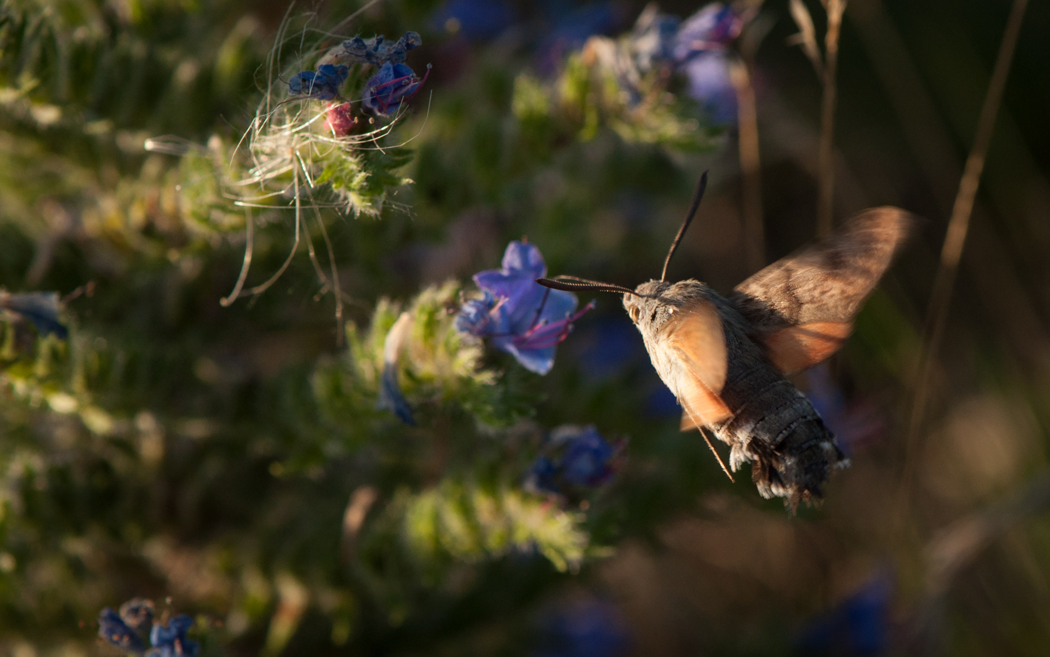 Nikon AF-S DX Micro-Nikkor 85mm F3.5G ED VR sample photo. Macroglossum stellatarum photography