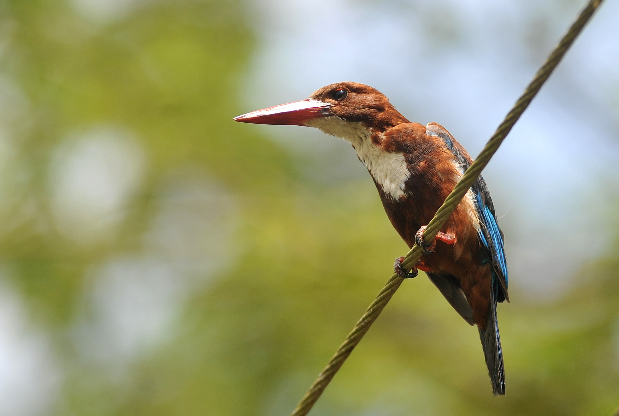 Nikon AF-S Nikkor 300mm F2.8G ED VR II sample photo. Kingfisher 2 photography