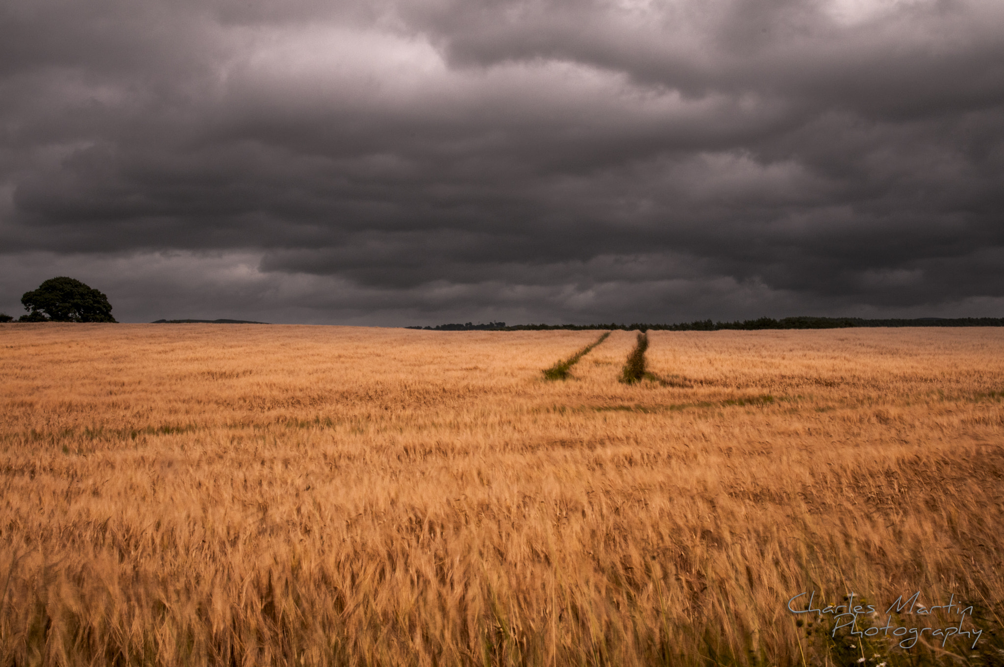 Nikon D300S + Sigma 18-50mm F2.8 EX DC Macro sample photo. Corn field storm photography