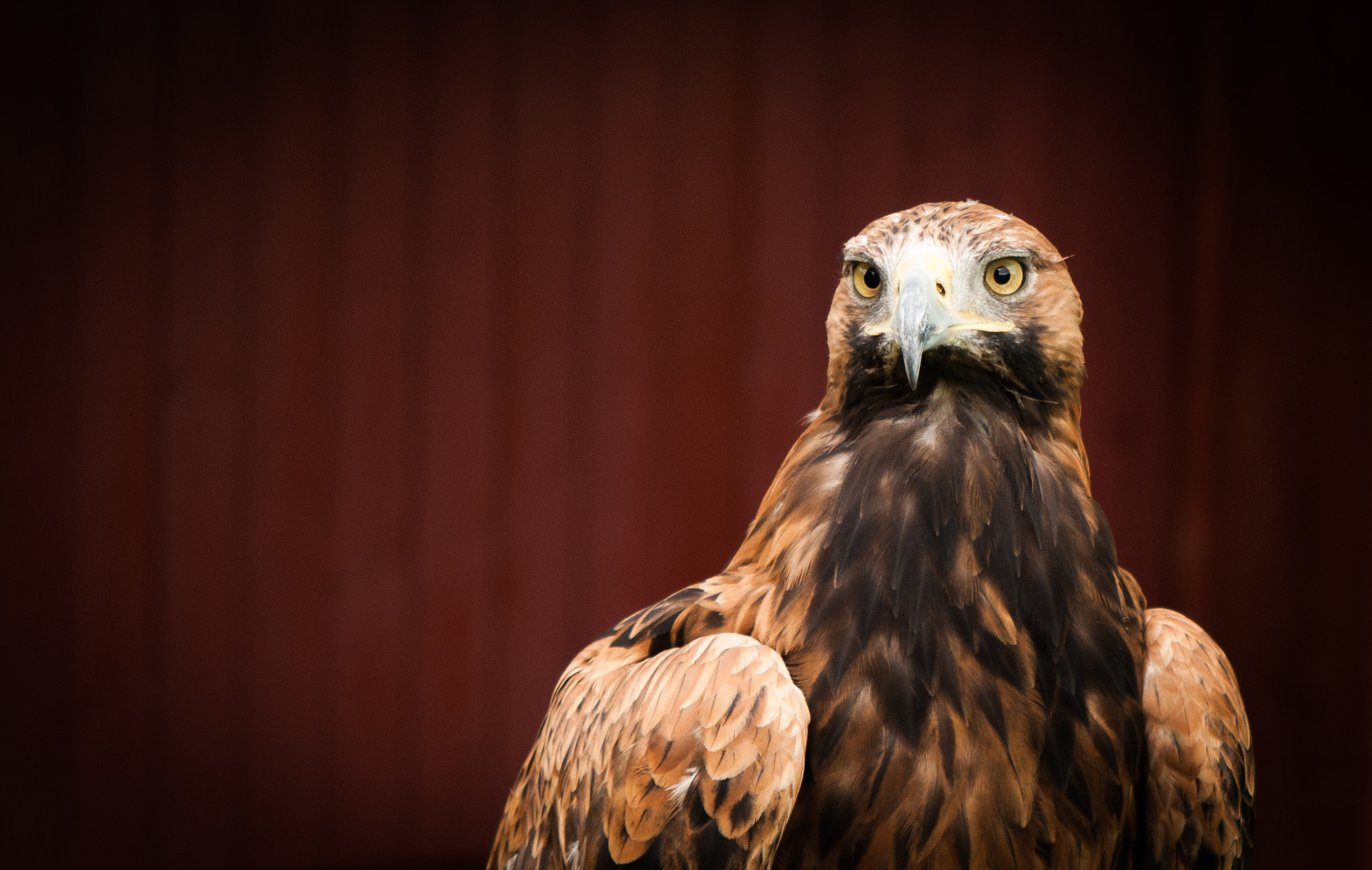 Nikon AF-S DX Micro-Nikkor 85mm F3.5G ED VR sample photo. The bird photography