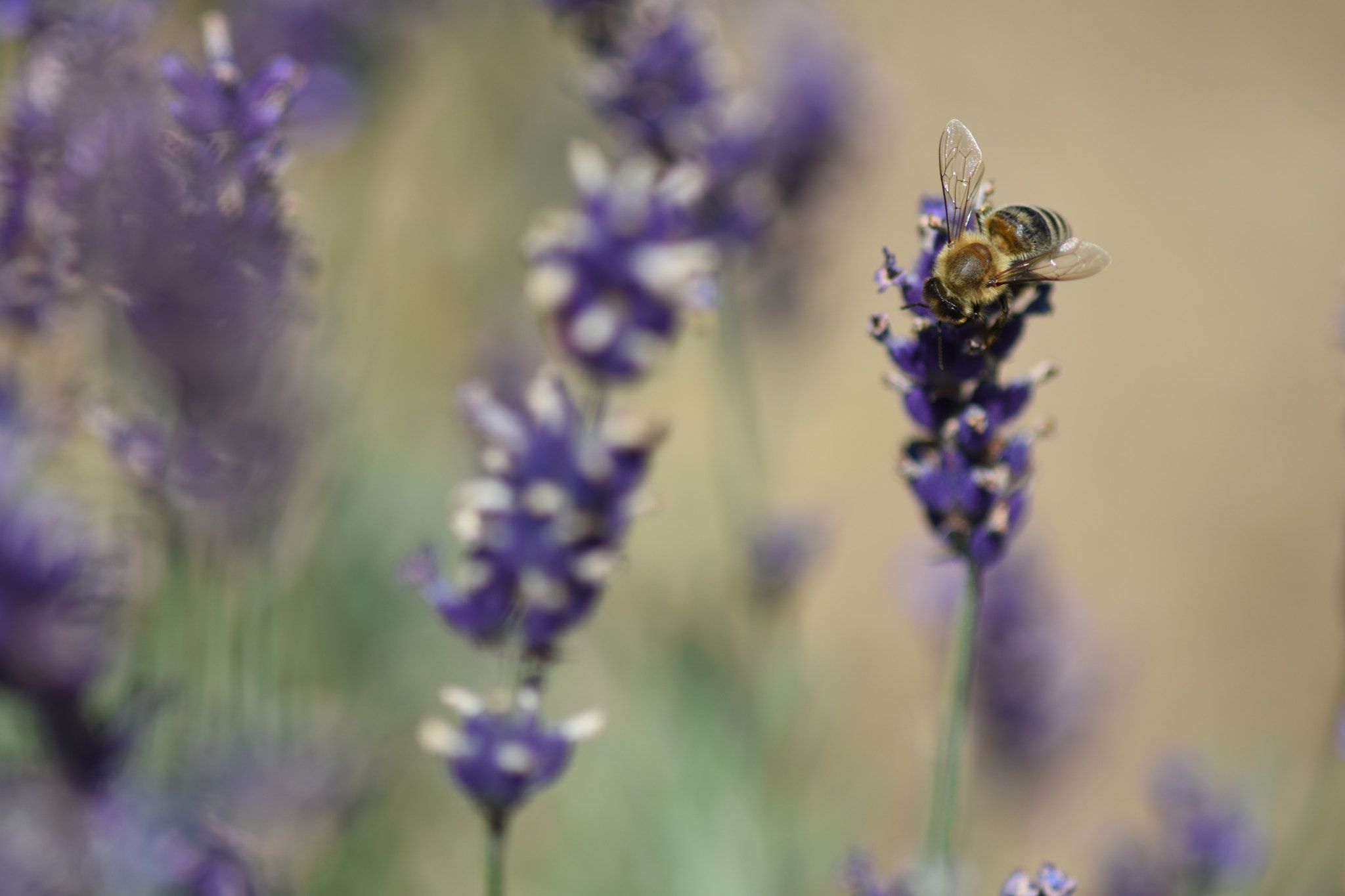 Nikon D7200 + AF Micro-Nikkor 105mm f/2.8 sample photo. Bee photography