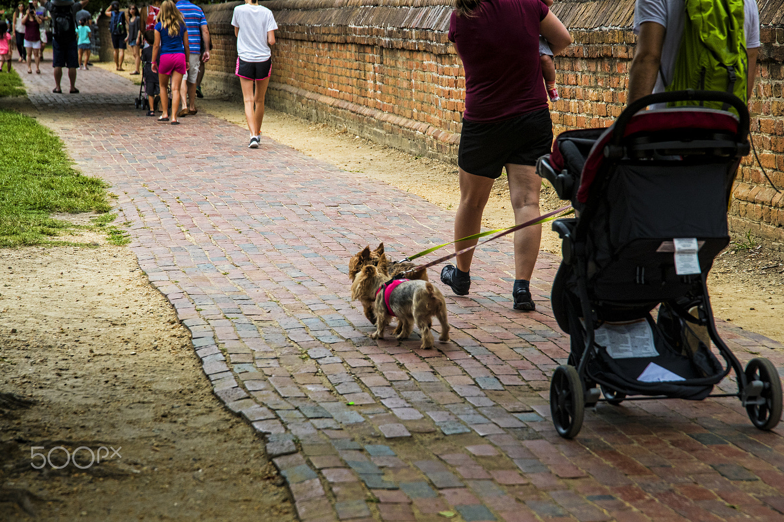 Canon EOS-1D X Mark II + Sigma 24-105mm f/4 DG OS HSM | A sample photo. Two dogs pulling a baby stroller 11574t photography