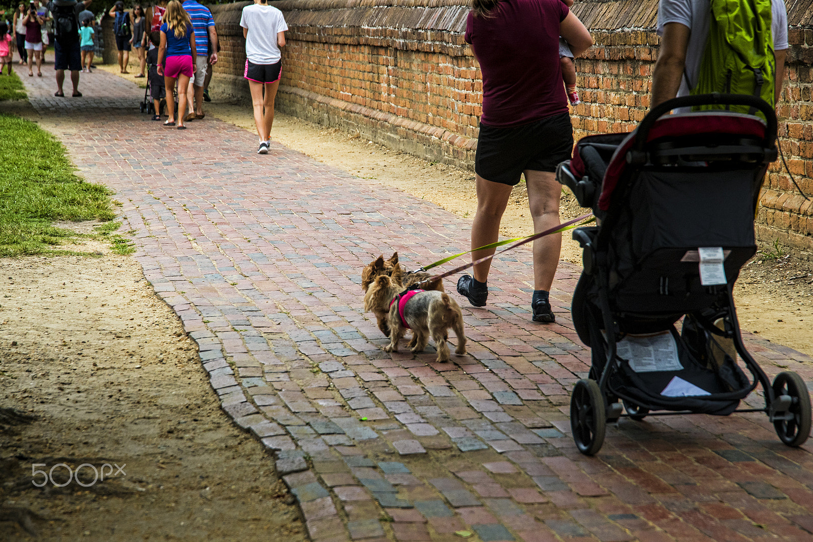 Sigma 24-105mm f/4 DG OS HSM | A sample photo. Two dogs pulling a baby stroller 11574t photography