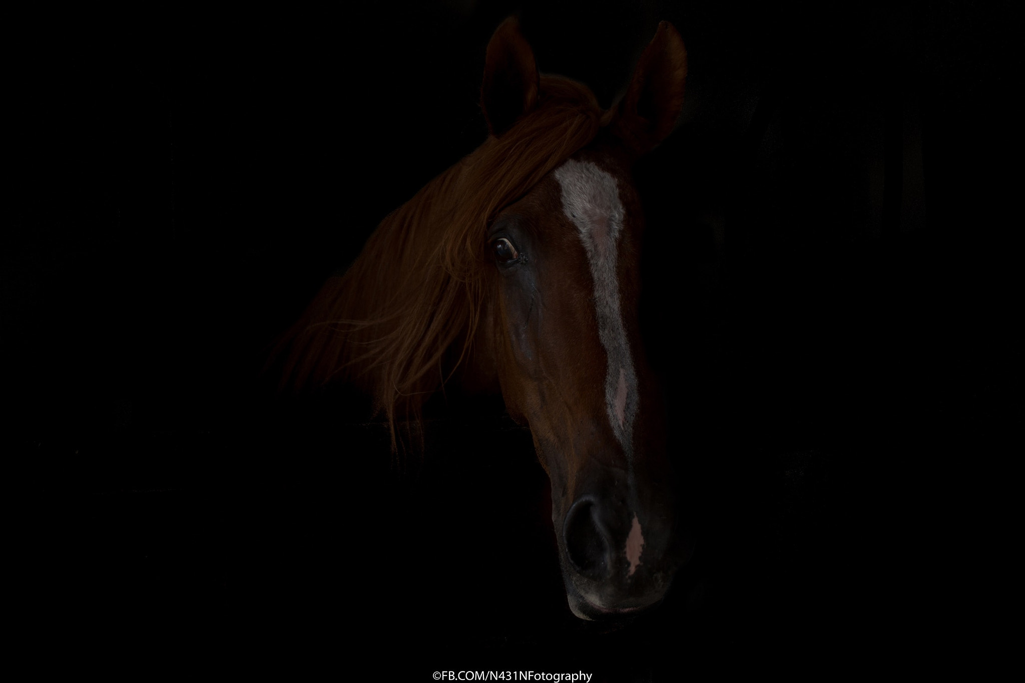 Tokina AF 193-2 19-35mm f/3.5-4.5 sample photo. Portraiture of horse photography