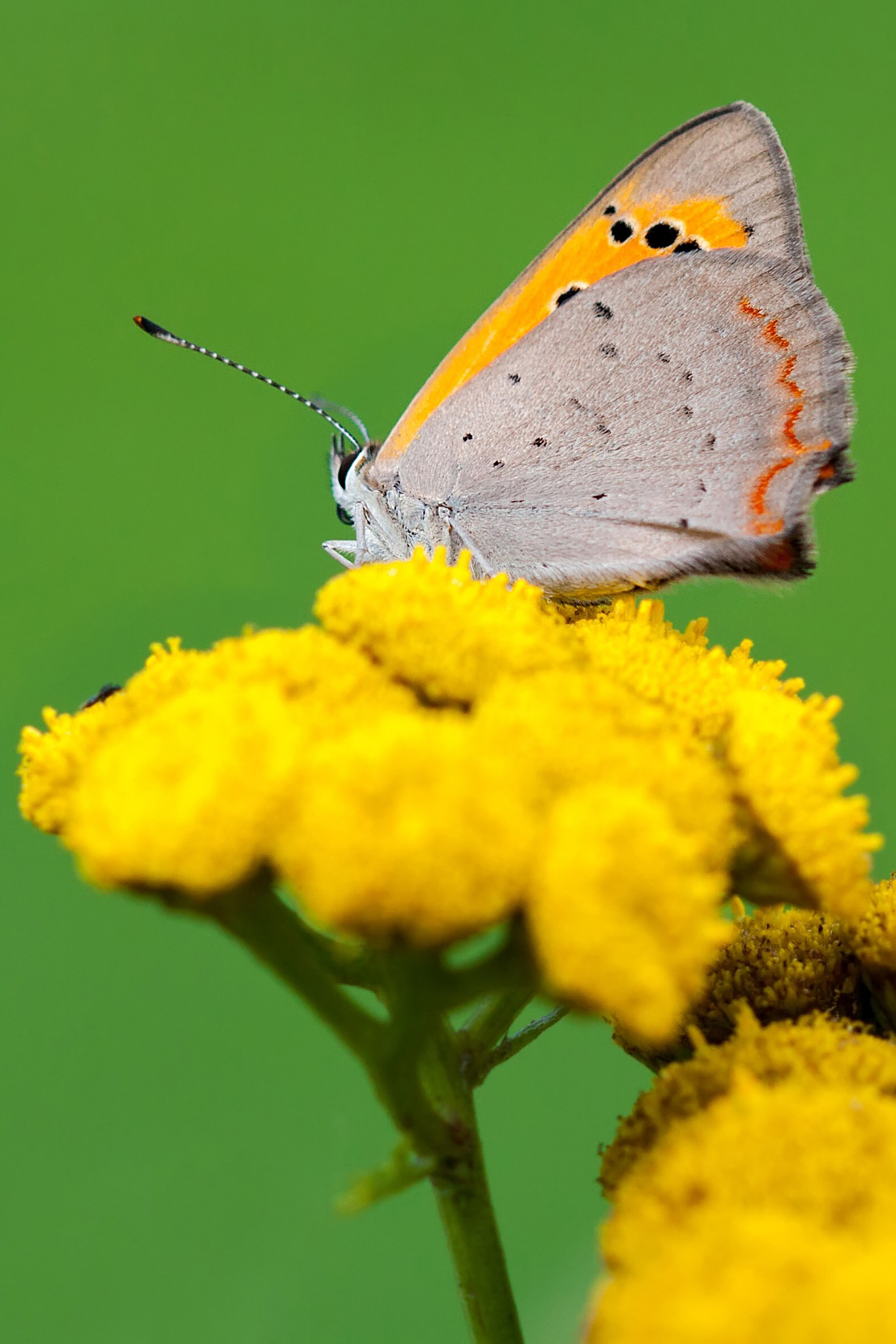 Canon EOS 50D + Canon EF 100mm F2.8 Macro USM sample photo. Butterfly photography