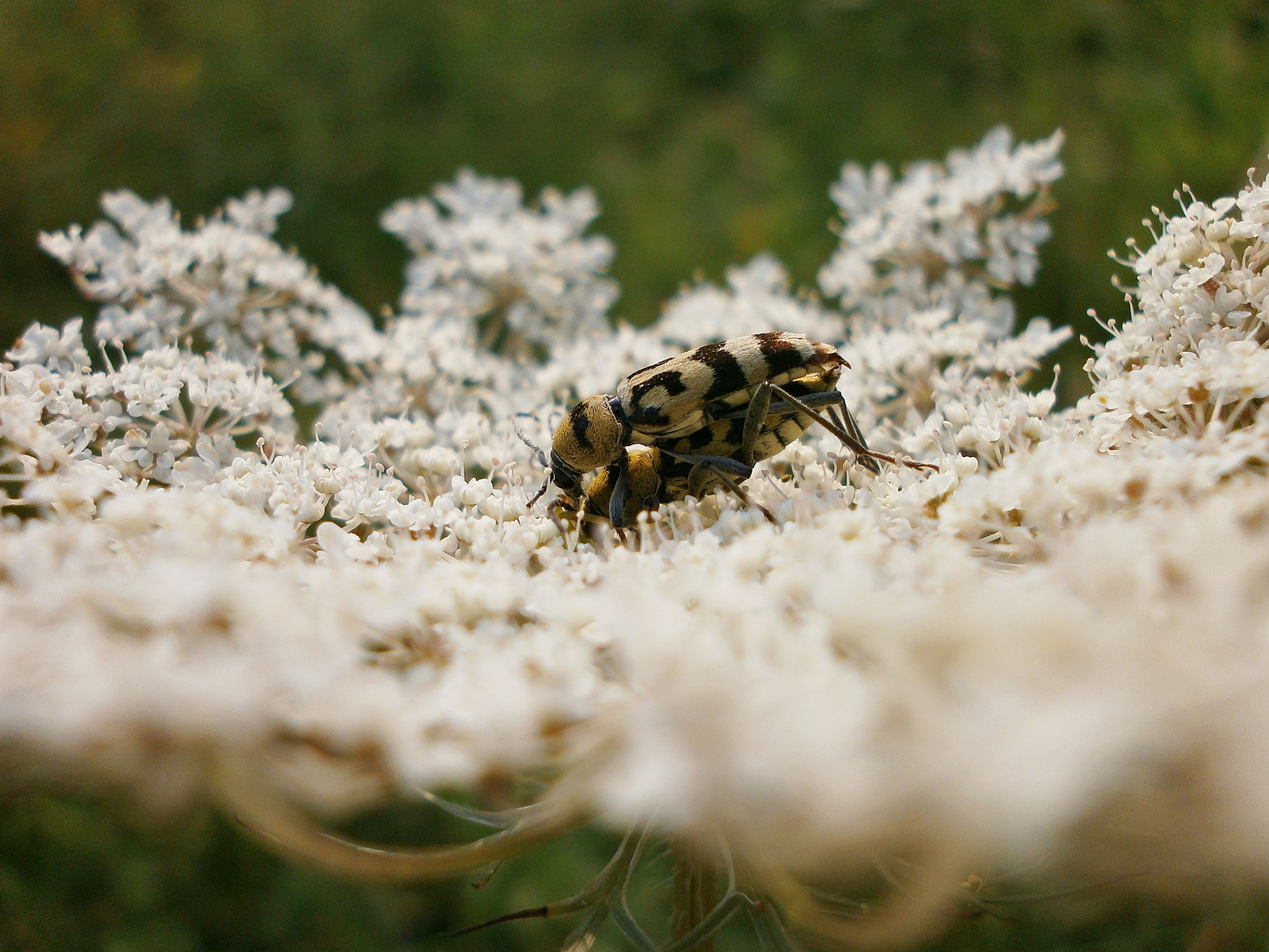 Olympus VG110,D700 sample photo. Lovers on a flower photography