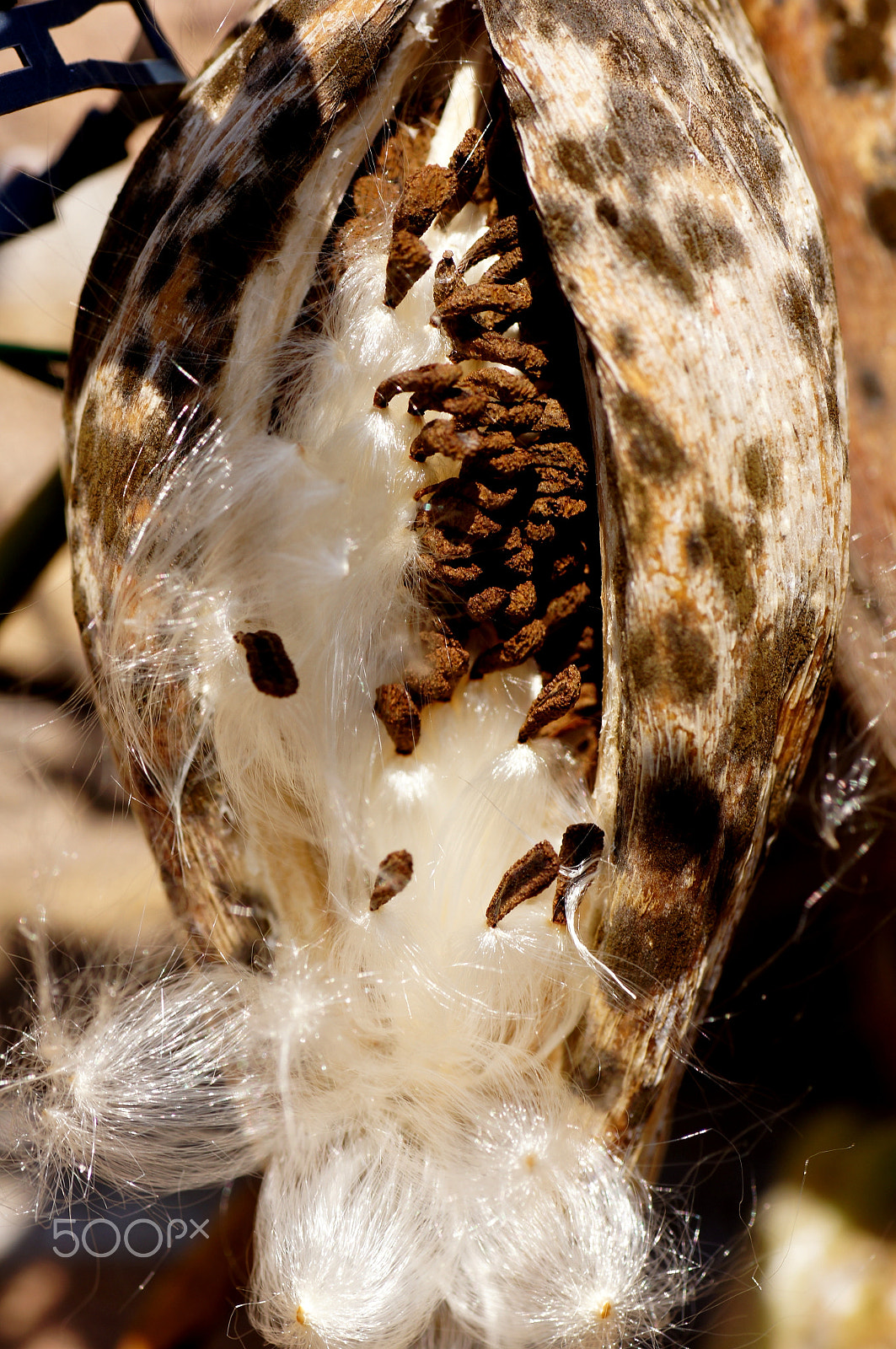 Sony SLT-A55 (SLT-A55V) + Tamron SP AF 90mm F2.8 Di Macro sample photo. Seedpod of a stephanotis photography