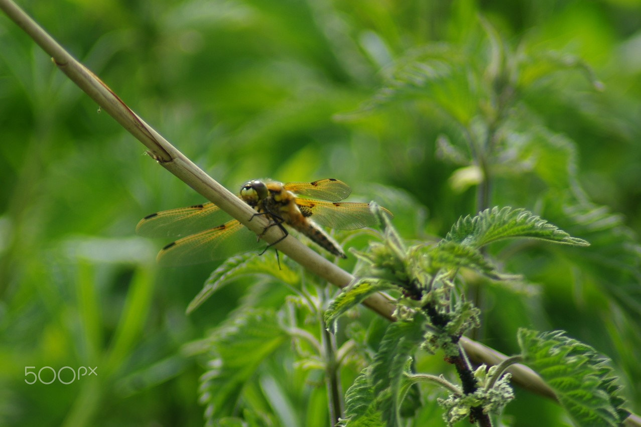 Pentax K200D + Tamron AF 70-300mm F4-5.6 Di LD Macro sample photo. Dragonfly() photography