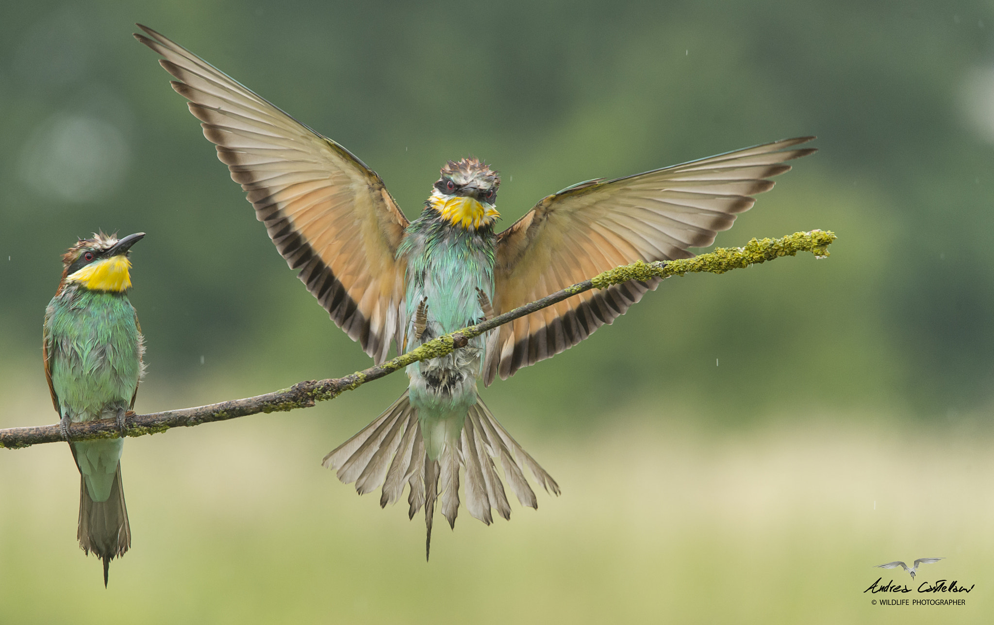 Sigma 150-500mm F5-6.3 DG OS HSM sample photo. Bee-eater the mix color photography