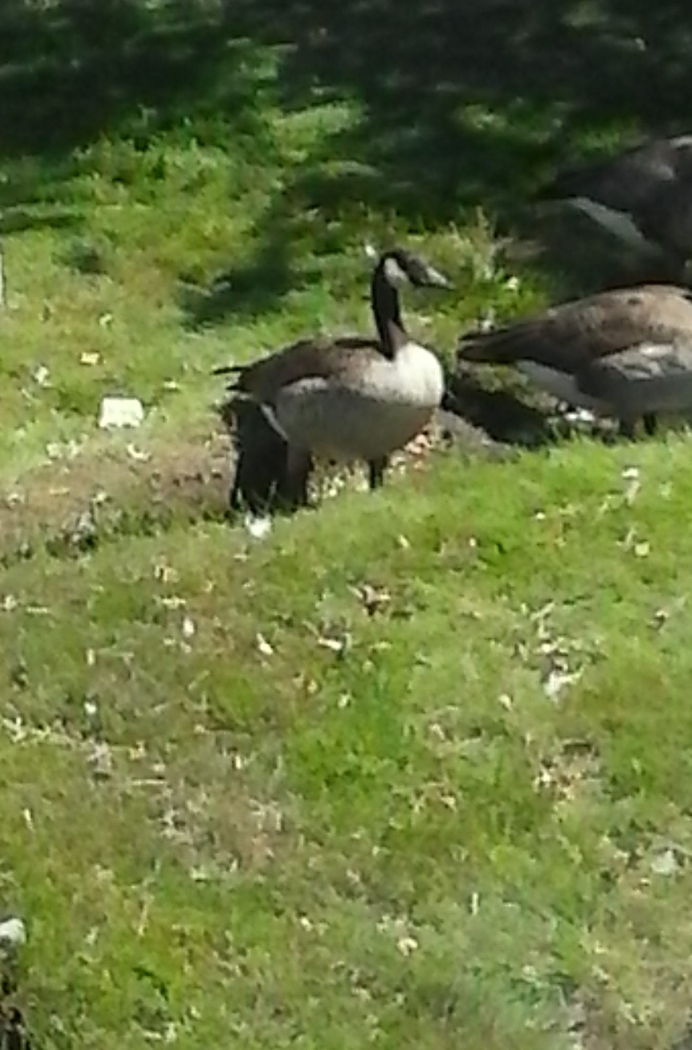 LG Optimus Fuel sample photo. Geese  photography