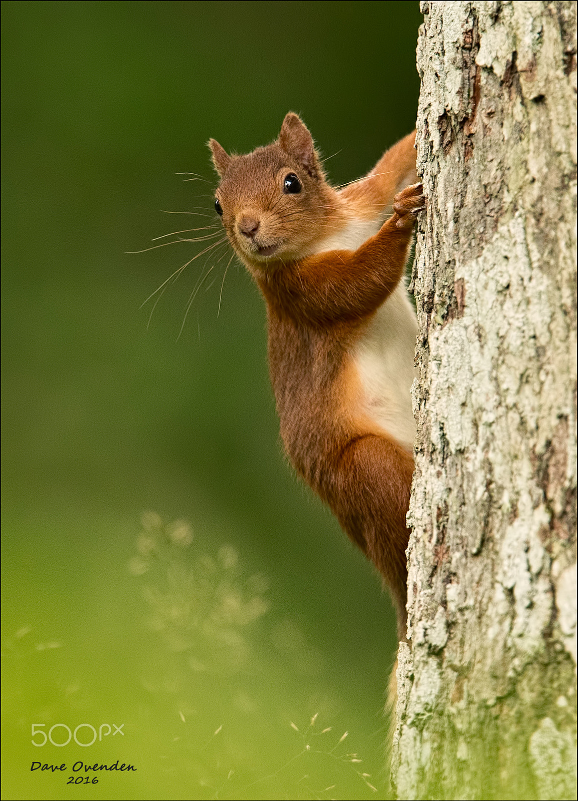 Canon EF 300mm F2.8L IS II USM sample photo. Red pose photography