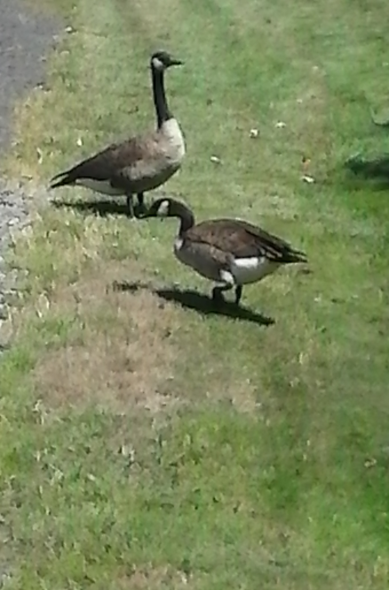 LG Optimus Fuel sample photo. Geese  photography