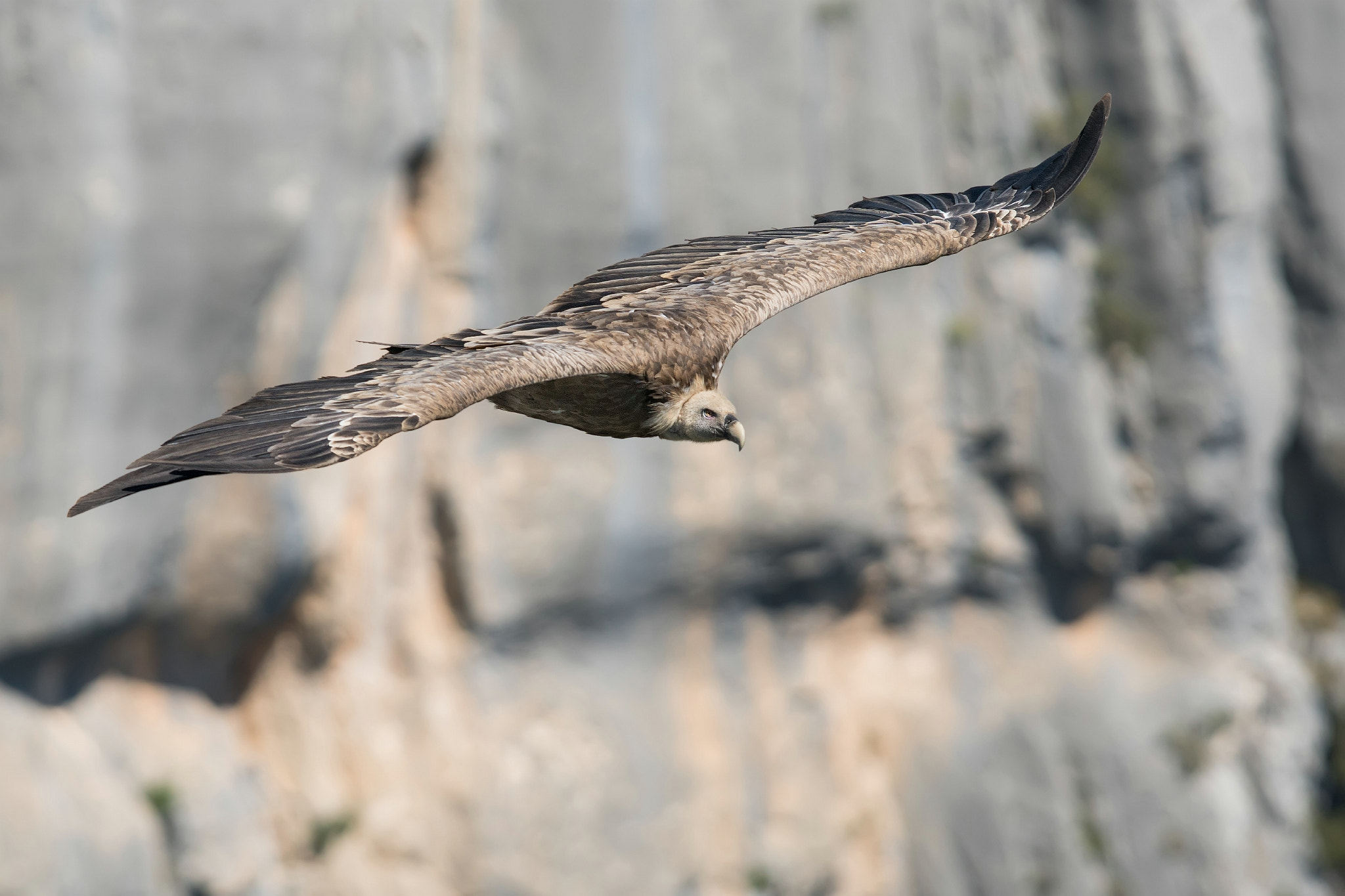 Sony a6300 sample photo. In flight photography