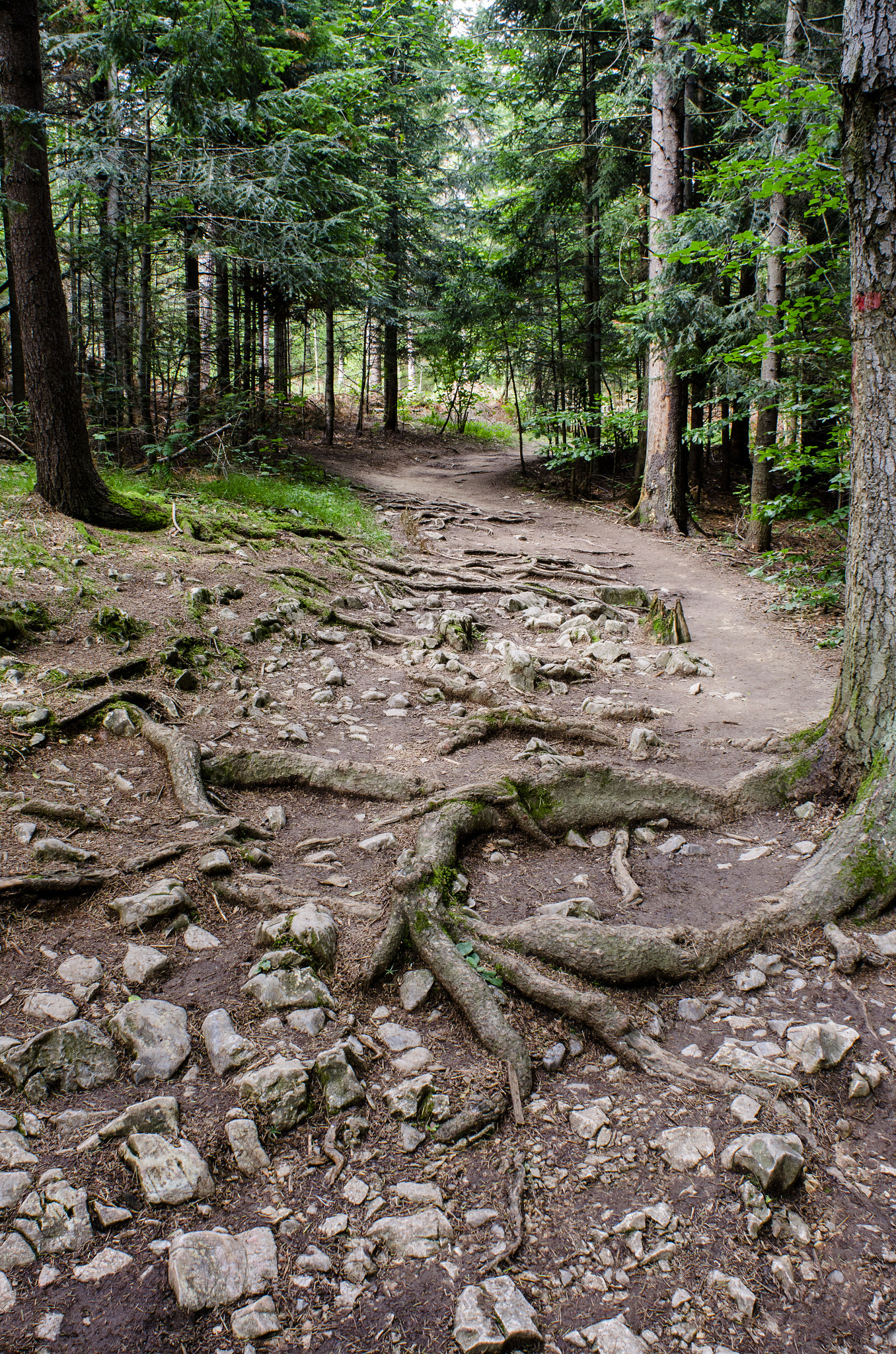 Nikon D7000 + Nikon AF Nikkor 20mm F2.8D sample photo. Paradise hiking photography