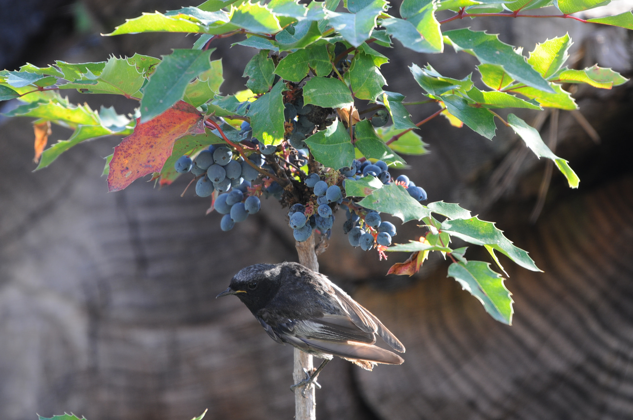Nikon AF-S Nikkor 200-500mm F5.6E ED VR sample photo. Rougequeue / 9735 photography