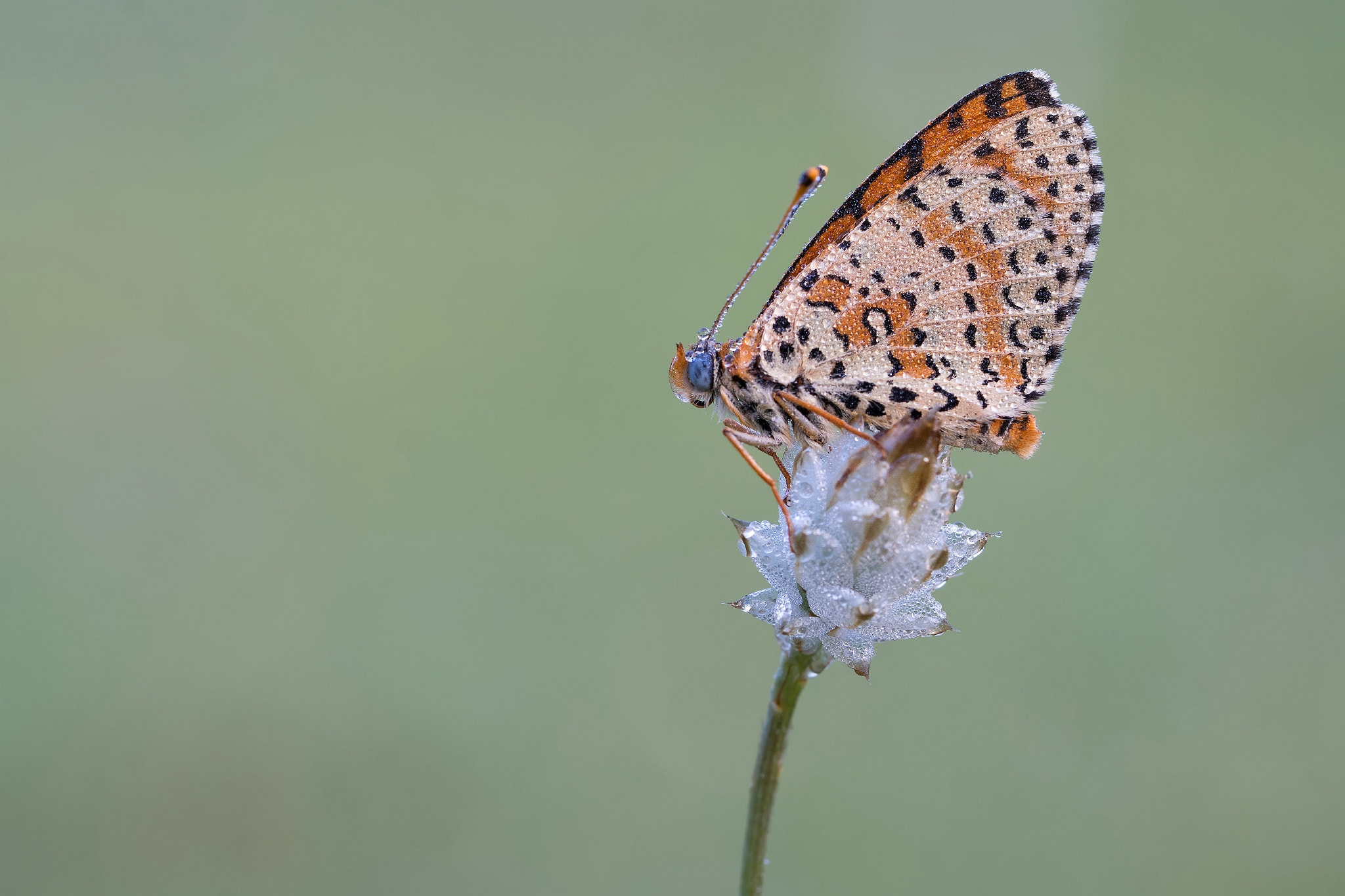 Sony a6300 + Sony FE 90mm F2.8 Macro G OSS sample photo. Almost glass photography