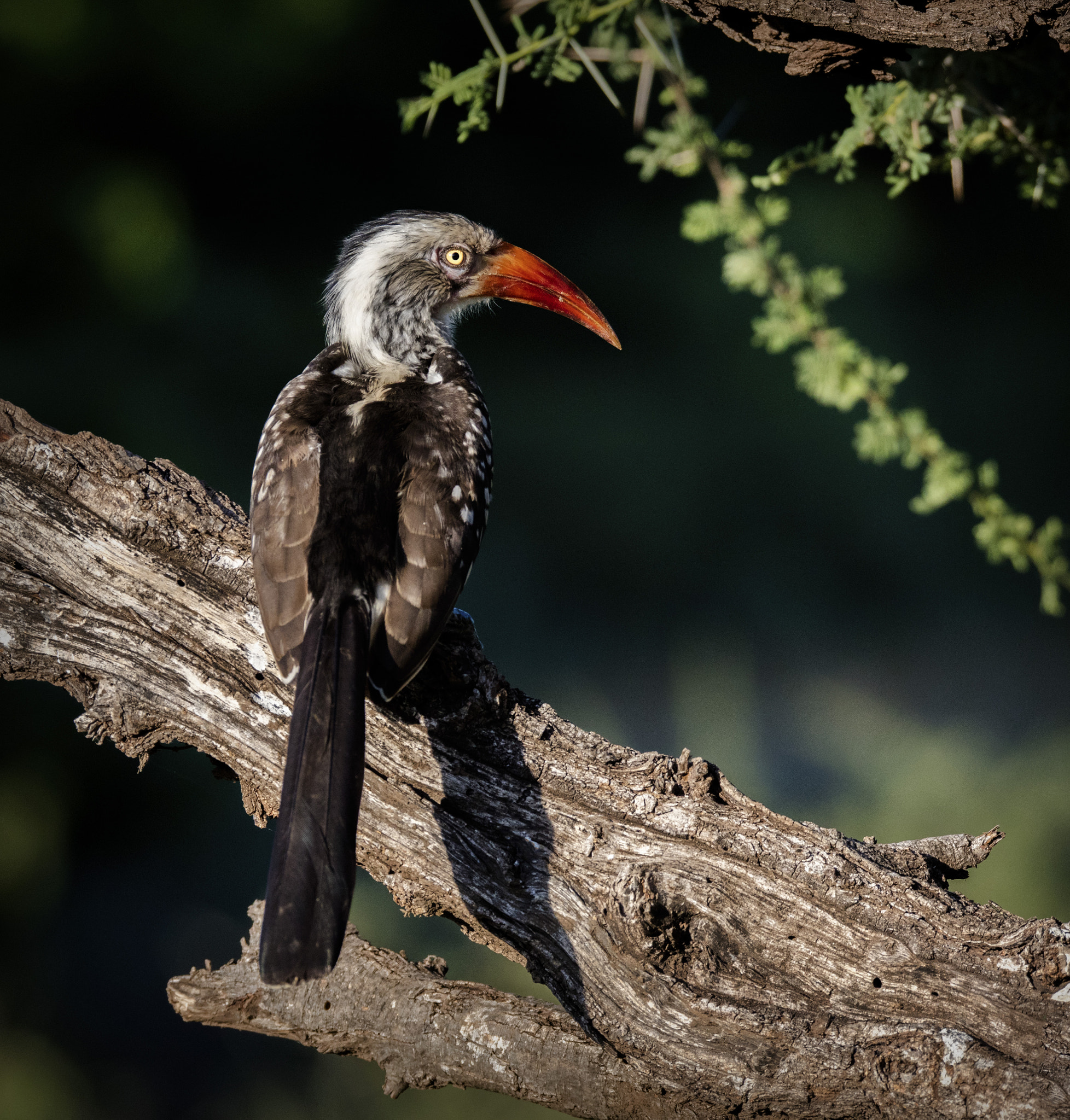 Canon EOS 5DS R + 150-600mm F5-6.3 DG OS HSM | Sports 014 sample photo. Hornbill photography
